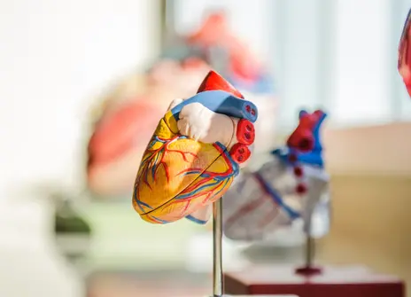 A model of a heart on a metal stand. In the background, out of focus, are many other heart models in the distance.