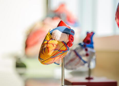 A model of a heart on a metal stand. In the background, out of focus, are many other heart models in the distance.