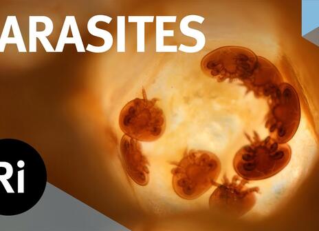 8 small circular parasites are in a yellow-coloured biological structure. The word 'PARASITES' appears above, along with the Royal Institution Logo.