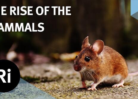 A brown mouse in an enclosure. Text overlayed above it reads 'THE RISE OF THE MAMMALS', along with the Royal Institution's logo.