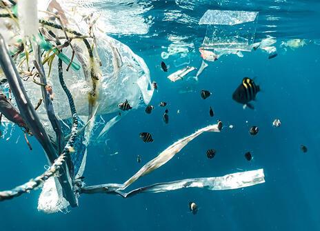 A school of small yellow and black fish swimming among strips of plastic rubbish tangled in ropes.