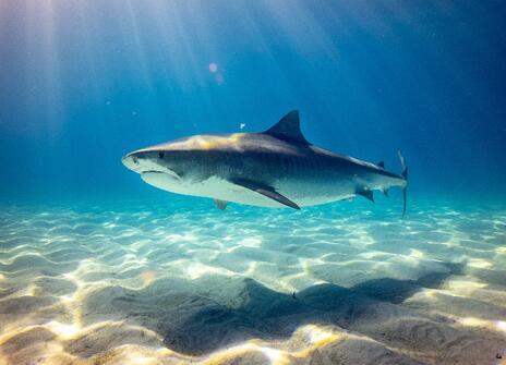 A photo of a shark floating over the sea bed in the sea