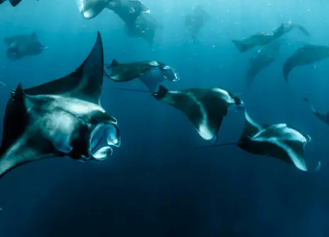 A group of manta rays swimming in ocean.