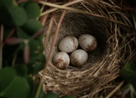 Eggs of a bird in a nest.