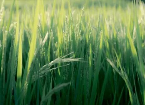 Growing rice crop.