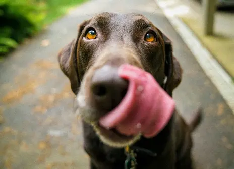 A brown labrador with it's tongue out looks into the camera