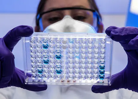 A scientist reviewing a plate with serological test samples.