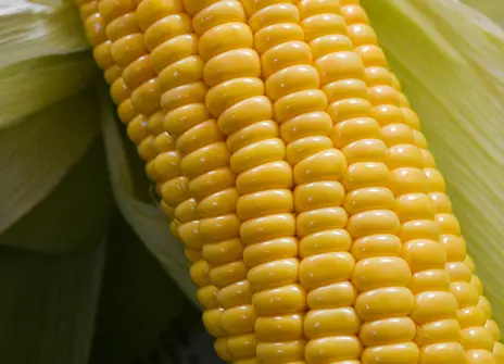 An ear of corn showing the pattern of growth of the kernels