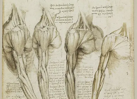 Anatomical drawing of human arm muscles
