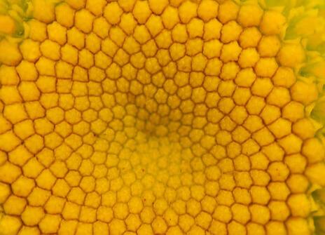 close-up of a daisy