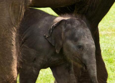 a baby elephant stands between the legs of a large elephant