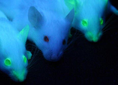 Two mice expressing enhanced green fluorescent protein under UV-illumination (either side of a non-transgenic mouse). Source: Wikimedia commons