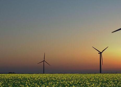 Wind turbines in a rapeseed field in Sandesneben, Germany. Credit: Wikimedia commons