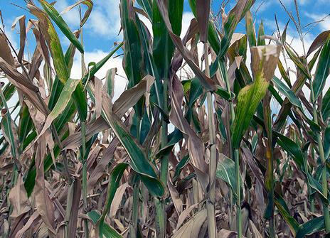 Drought-stricken crops at a farm in Missouri Valley, Iowa. Credit: USDAgov on Flickr