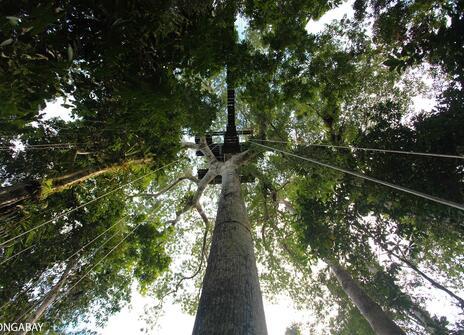 Image of ropes ascending into treetops