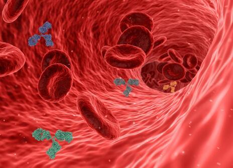 Image of immune system in bloodstream