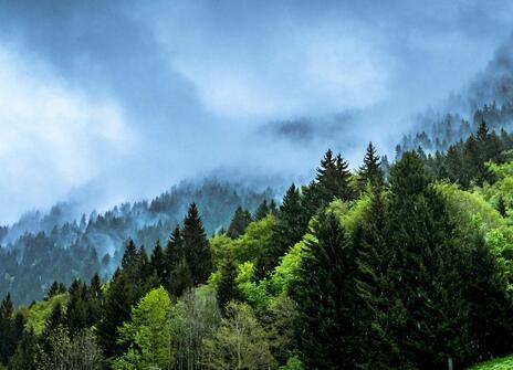 forest of evergreen trees and a stormy sky above