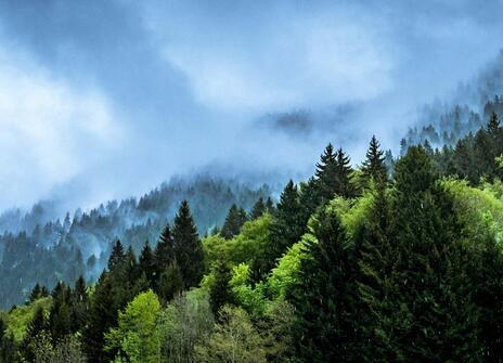 Trees in different shades of green appear on a hillside against a cloudy dark sky