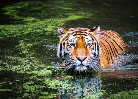 A tiger is swimming through water. The water is covered in algae. 