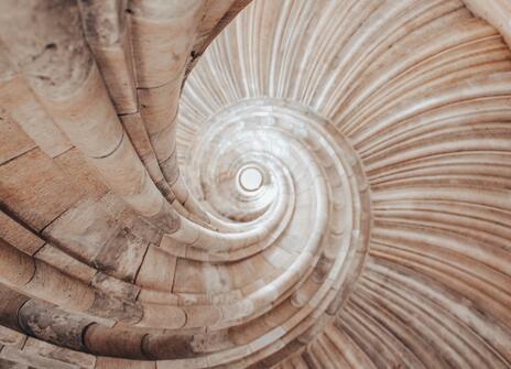 A close up of a shell which is showing the Fibonacci sequence in nature. 