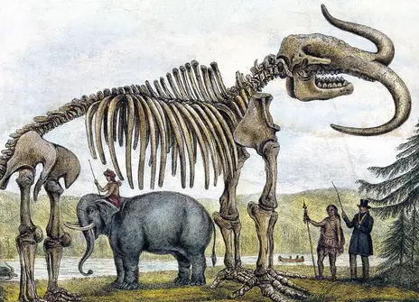 Mamouth skeletons