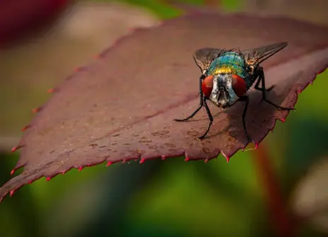 Close up photo of a fly on a leaf