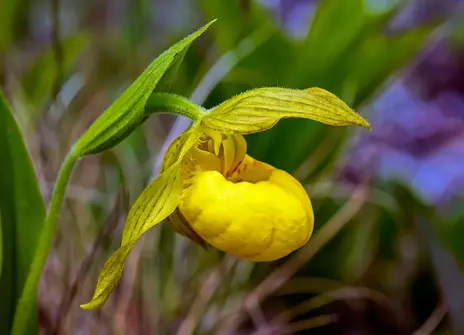A picture of a yellow Lady's slipper orchid. 