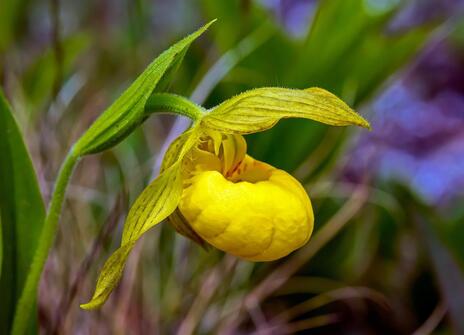 A picture of a yellow Lady's slipper orchid. 