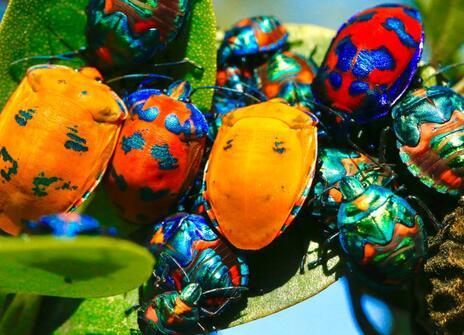 Colourful insects on a leaf