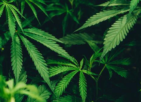 A close up shot of cannabis leaves.