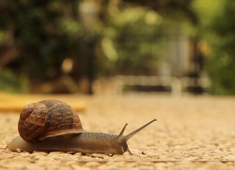 A snail on a pathway of gravel