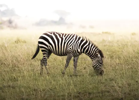 A zebra is grazing on green grass. 
