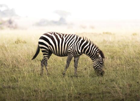 A zebra is grazing on green grass. 