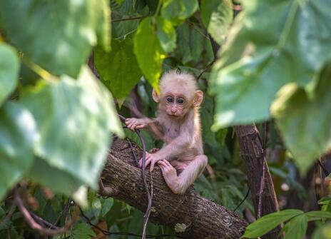 Baby monkey high in the Rainforest canopy