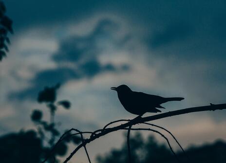 A bird at sunset