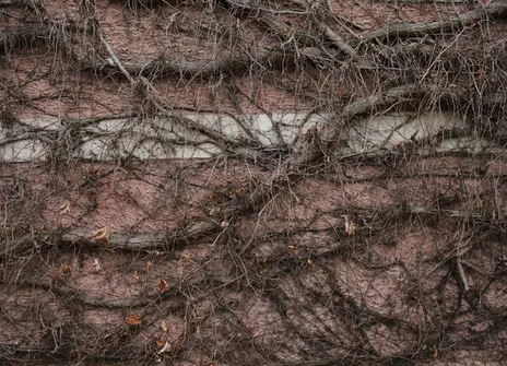 Roots and soil underground