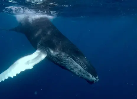 A whale diving into the water