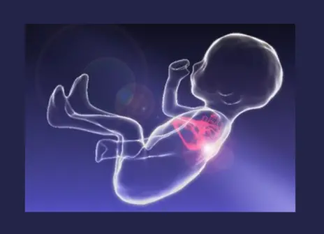 A drawing of a baby while it's in the womb. The heart is highlighted in red. 