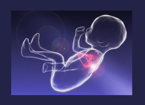 A drawing of a baby while it's in the womb. The heart is highlighted in red. 
