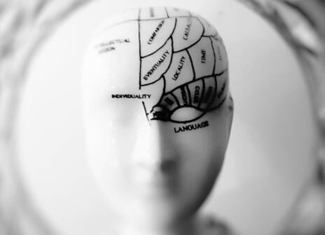 A model of a head is labeled with different functionalities of the brain