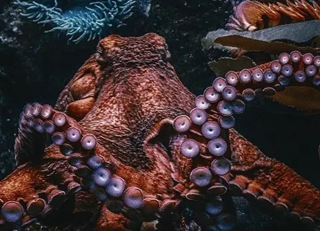 A red octopus lies on the bottom of the sea with its eyes closed. 