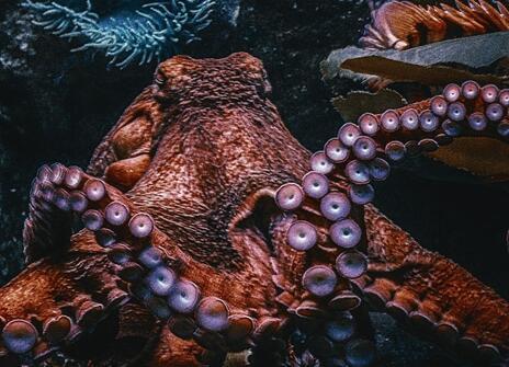 A red octopus lies on the bottom of the sea with its eyes closed. 