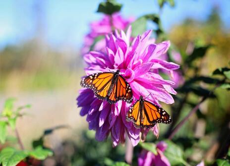 A butterfly on a pink flower