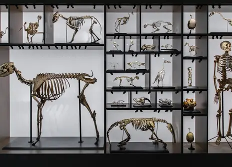 Curiosity cupboard of various animals skeletons