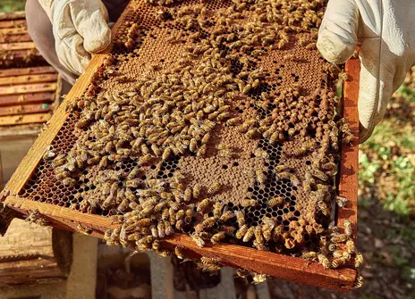 A Person Holding a Beehive Tray of Honeycomb with Bees