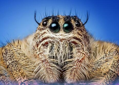 A close up shot to a spider 