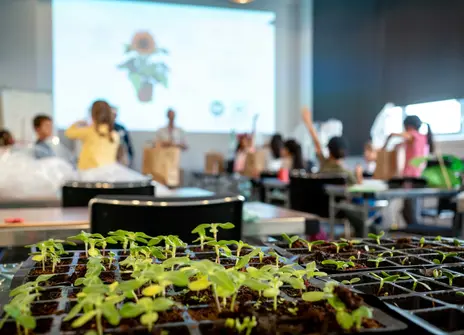 Room of enthusiastic children with their hands up and behind them a tray of seedlings