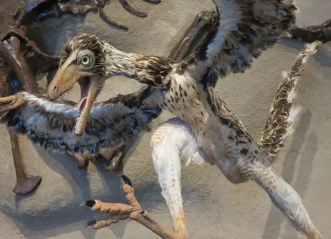 extinct bird representation