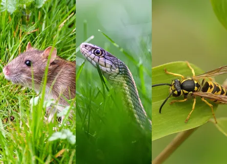A photo of a rat, a snake and a wasp
