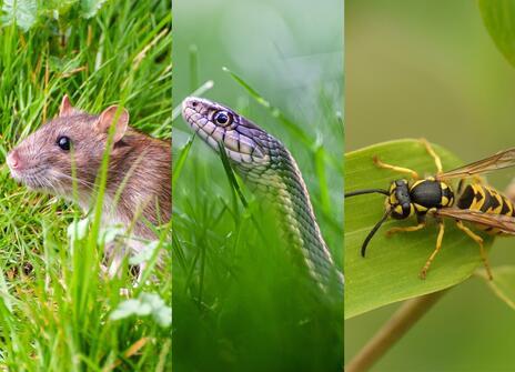 A photo of a rat, a snake and a wasp